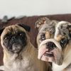 chewieandmoose