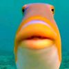 bingchillinggod17