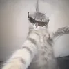 ally.alinaa