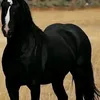 sarahamal0