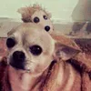 caterinainnocent2