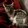 lifeofcatz21