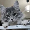 lady.sashimi