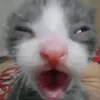 rohanfxd