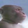 dpp_monkey