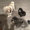 amores.peludos1