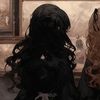 petalwhispers_00