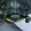 _imaturtle_