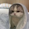 meowshyttt