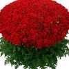 sanl771