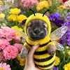 cutephomaiqueso21