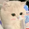 kim_vy_28