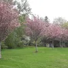 dr_tree_institute