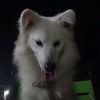 wolfblood178