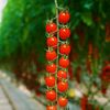 greenhouse_agronomist
