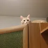 pinkmeninja