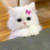 norasyiqin12