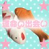 horoyoi_shii