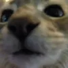 camilitav23