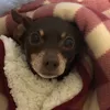 dysfoayofsjy