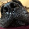 sniffquisition.and.co