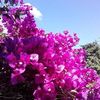 violetagarsia620