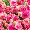 salman.mehar325