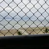 marciodecarli43