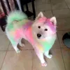 lapelussa