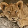 zabu0101