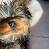 mimzytheyorkie