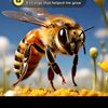 www.tiktok.com.honybees