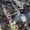 chuckalope