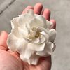 sandy_chen_wang