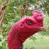 huynhducthi