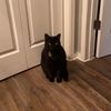 galileosrightpaw