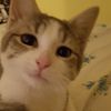 ilovekittycats847538