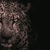 nawzadabdulla6