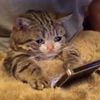 meowkitttmeow
