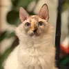 The_cat_busya