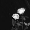 rsanin_