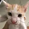 4csubo