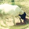 shekh_tush