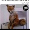 azf_110