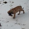 buddy_the_boerboel