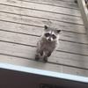 bunnybridgeski