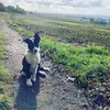 budthebordercollie