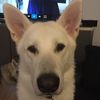 shadowthegsd17