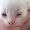 lulualeky