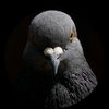 jay_henderson06